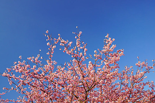 樱桃树,南