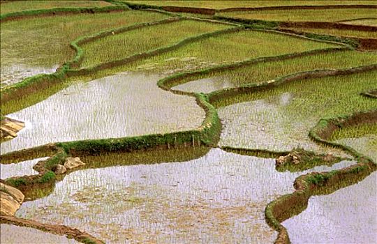 马达加斯加,俯视图,稻田