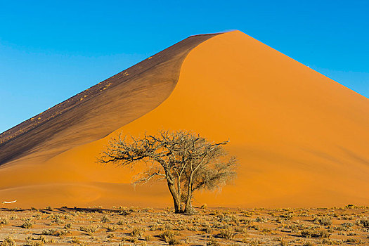 树,刺槐,巨大,沙丘,纳米比诺克陆夫国家公园,纳米比亚,非洲
