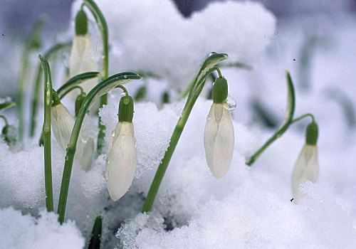 雪花莲