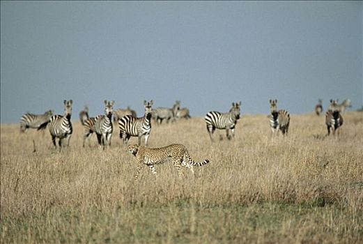 印度豹,猎豹,尾随,白氏斑马,斑马,塞伦盖蒂,坦桑尼亚