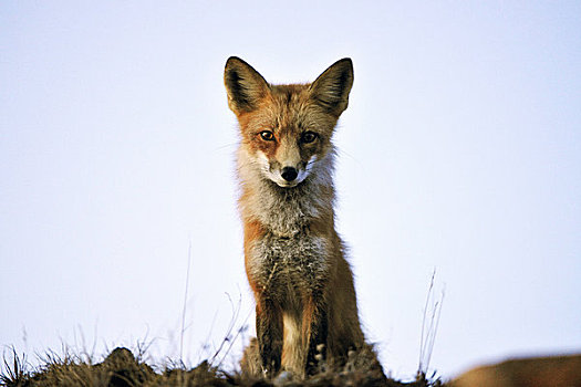 特写,成年,红狐,德纳里峰国家公园,秋天,室内,阿拉斯加