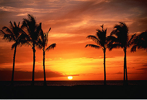 剪影,棕榈树,日落,西海岸,瓦胡岛,靠近,夏威夷,美国