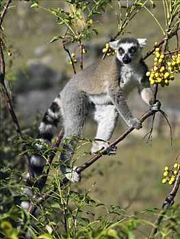 节尾狐猴,狐猴,野生,马达加斯加,丁香,水果,峡谷,国家公园