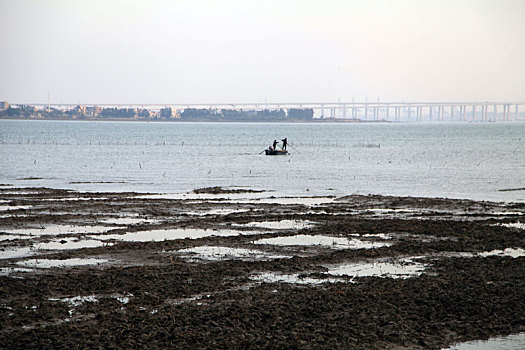 福建泉州,泉州港滩涂湿地风光