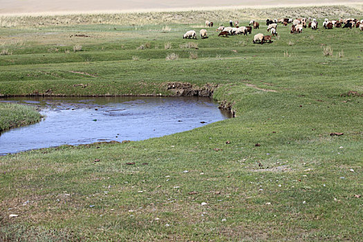 新疆哈密,夏季的天马牧场,青青草原