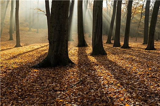 森林,秋季,逆光