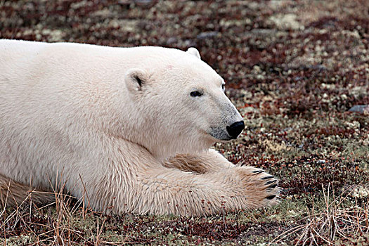 北极熊,丘吉尔市,曼尼托巴,加拿大