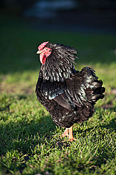 驯服,鸡,黑色,小公鸡,站立,土地,碎屑,兰开夏郡,英格兰,英国,欧洲