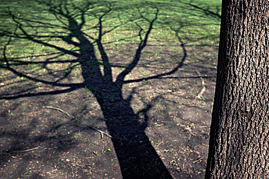 树,影子