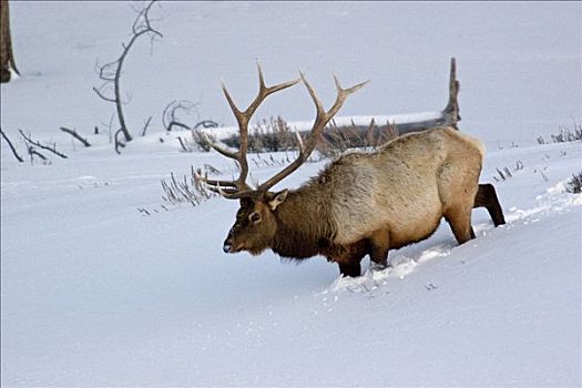 雄性动物,北美马鹿,走,雪
