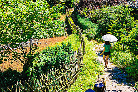 余姚,四明山,森林,公园,山林,夏天,生机