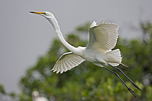 白色,白鹭,成年,婚羽,飞行,红树林,湿地,塞内加尔,非洲