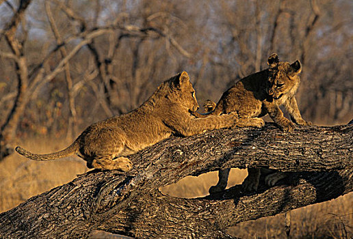 狮子,幼兽,玩,萨比萨比,国家,公园,南非,非洲