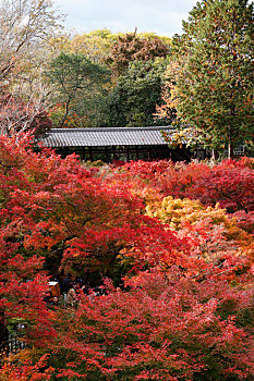 日本京都东福寺