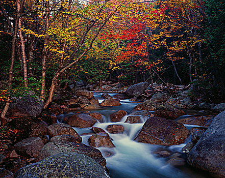 叫,溪流,秋色,州立公园