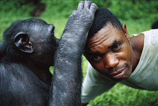 倭黑猩猩,修饰,看护,刚果