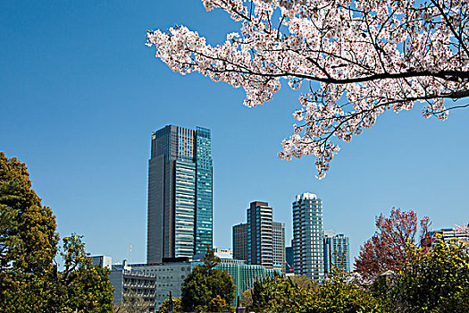 日本,市中心,东京,天际线,樱花