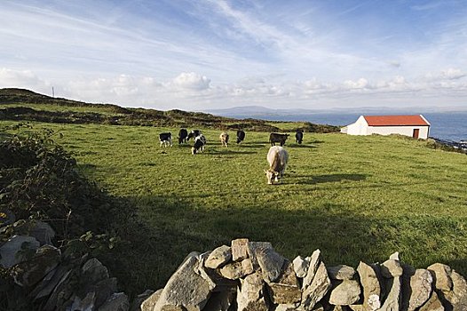 母牛,放牧,岬角,清晰,岛屿,科克郡,爱尔兰
