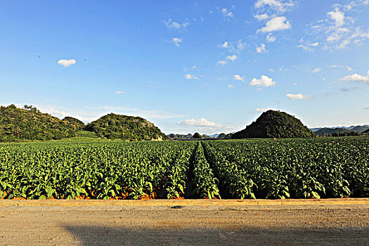 烤烟样板