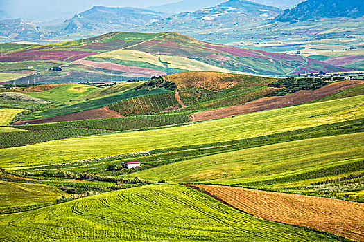 俯视,农田,草,地点,作物,靠近,省,特拉帕尼,西西里,意大利