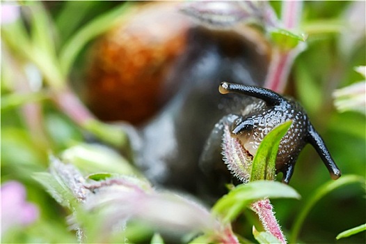 小,花园,蜗牛
