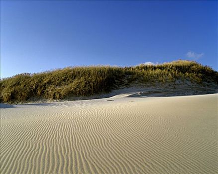 沙丘,雷因格海角,北岛,新西兰