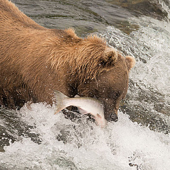 棕熊,抓住,三文鱼,溪流,瀑布
