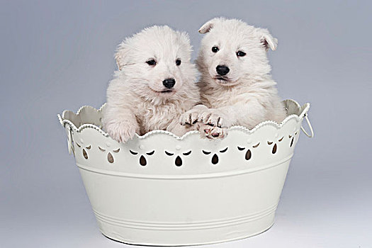 两个,白色,瑞士,狗,小狗,坐,浴缸