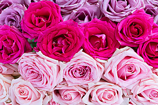 紫罗兰,粉色,盛开,玫瑰,清新,花,背景