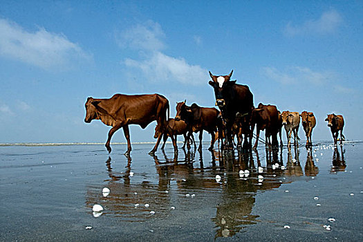 赶牛,海滩,孟加拉,911事件,2009年,女儿,海洋,一个,自然,斑点,全景,上升,夕阳