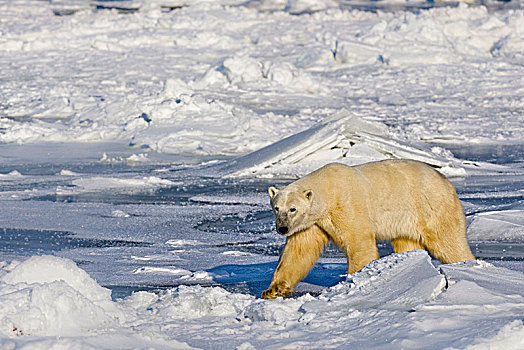 北极熊,冰,哈得逊湾,丘吉尔市,曼尼托巴,加拿大