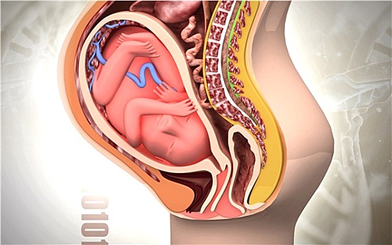 怀孕,身体部位,胎儿