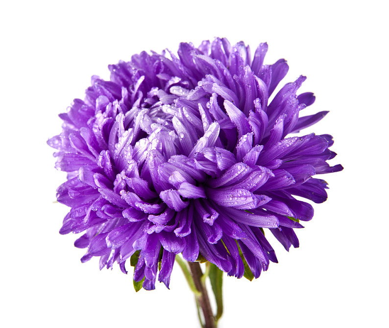 紫色菊花图片大全图片