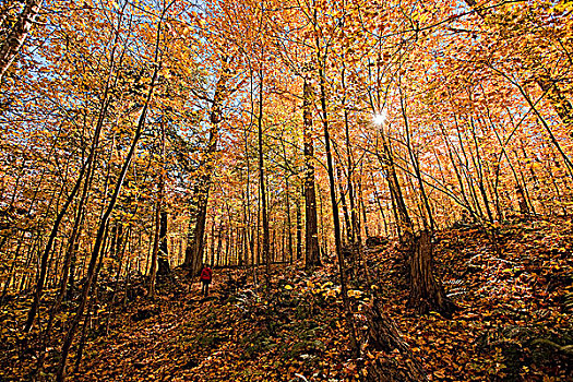 女人,走,硬木,暸望,小路,秋色,阿尔冈金公园,安大略省,加拿大