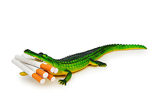 鳄鱼,香烟,隔绝,白色背景