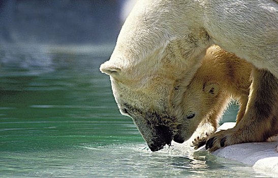 北极熊,幼兽,进入,水