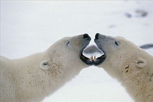 北极熊,吻,邱吉尔角,曼尼托巴,加拿大,冬季,肖像
