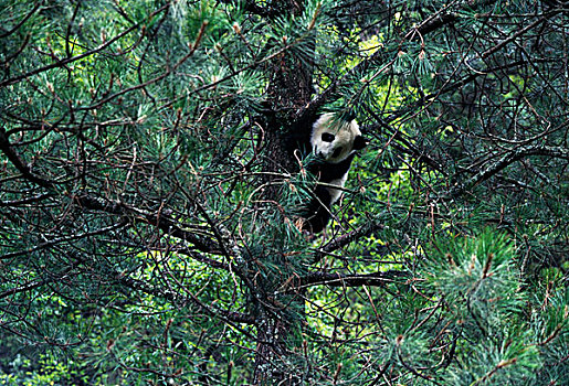 大熊猫,树上,卧龙,四川,中国
