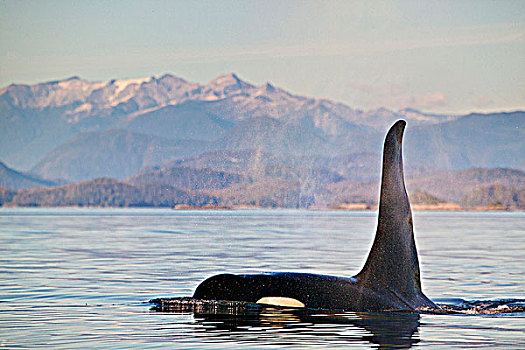 雄性,逆戟鲸,北方,温哥华岛,不列颠哥伦比亚省,加拿大