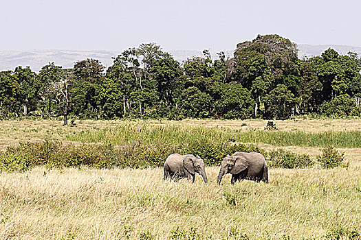 肯尼亚非洲象-两只