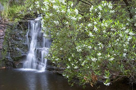 瀑布,盛开,树,溪流,奥弗兰,摇篮山,国家公园,塔斯马尼亚,澳大利亚