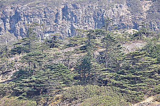 高山草甸天池