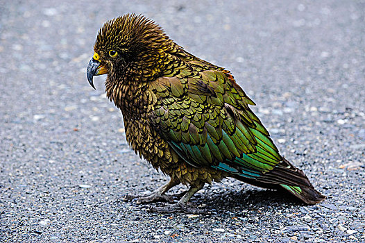 幼小,食肉鹦鹉,啄羊鹦鹉,福克斯冰川,南岛,新西兰