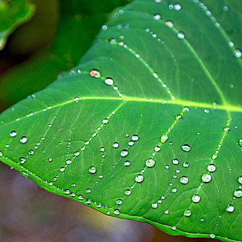 叶子,雨,背景,壁纸