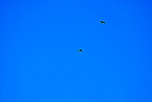 翱翔在蓝天中的鹰