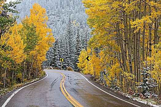 道路,雪,树林,秋叶,落基山脉,科罗拉多,美国,北美