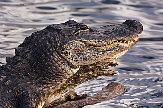 美国,佛罗里达,大沼泽地国家公园,美国短吻鳄