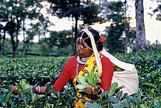 茶,产业,孟加拉,低,山,茶园,工人,种族,拔,技能,两个,叶子,芽,无毛,最好