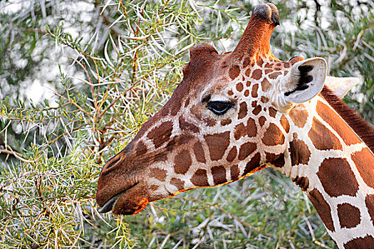 网纹长颈鹿,长颈鹿,头部,萨布鲁国家公园,肯尼亚,非洲